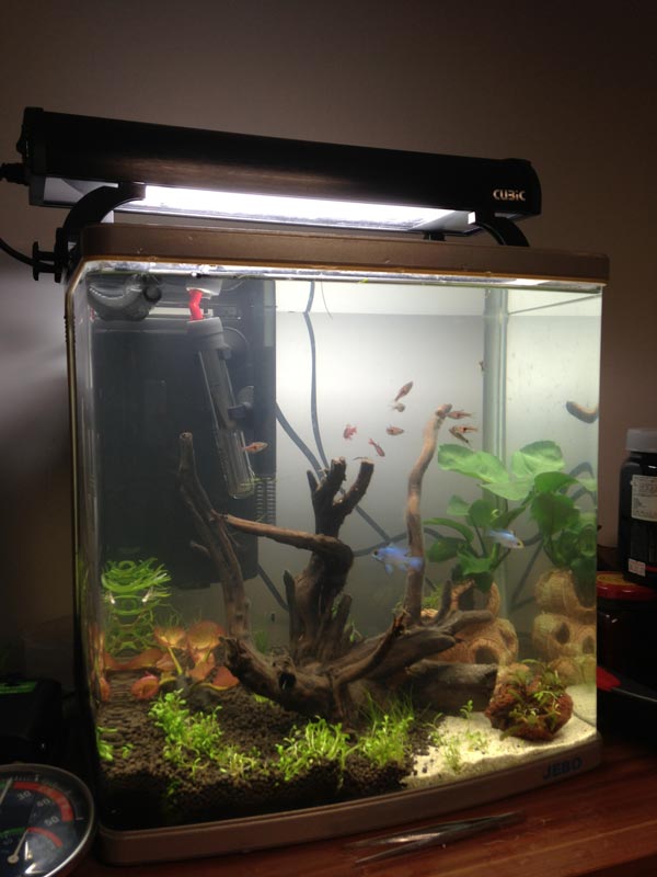 魚缸加燈效果圖