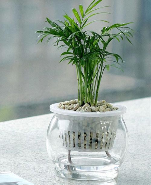 袖珍椰子效果圖