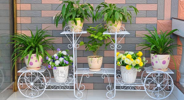 綠色植物效果圖