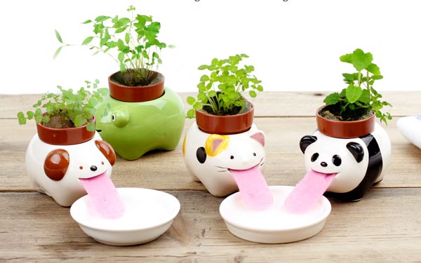 桌面小綠植效果圖